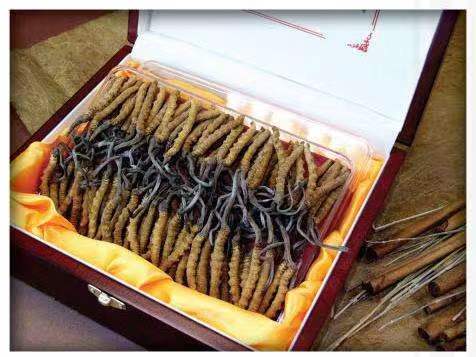 临夏冬虫夏草回收